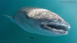 Whale shark Portrait by Iyad Suleyman 